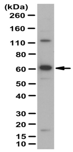 MilliporeSigma Rabbit anti-Grainyhead-Like 3/GRHL3, Polyclonal, 100&mu;g:Antibodies,
